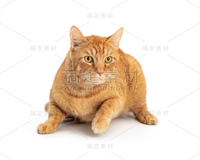 橙色虎斑猫从坐姿移动