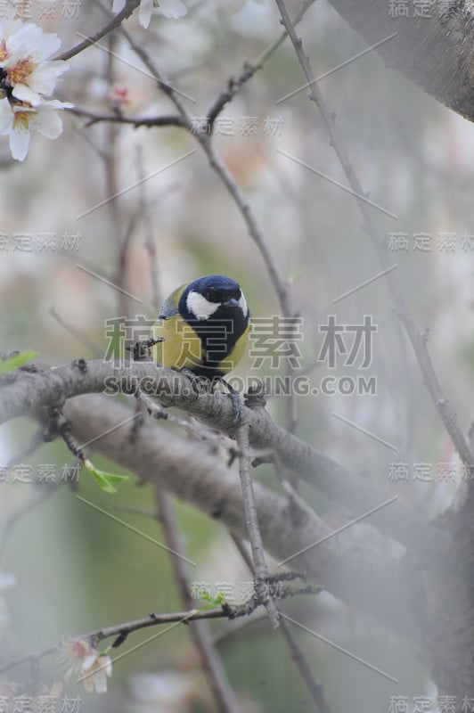 西班牙的杏花与山雀