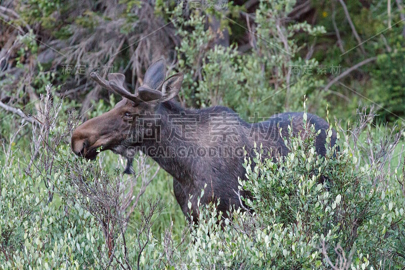 来自科罗拉多落基山脉的Shiras Moose