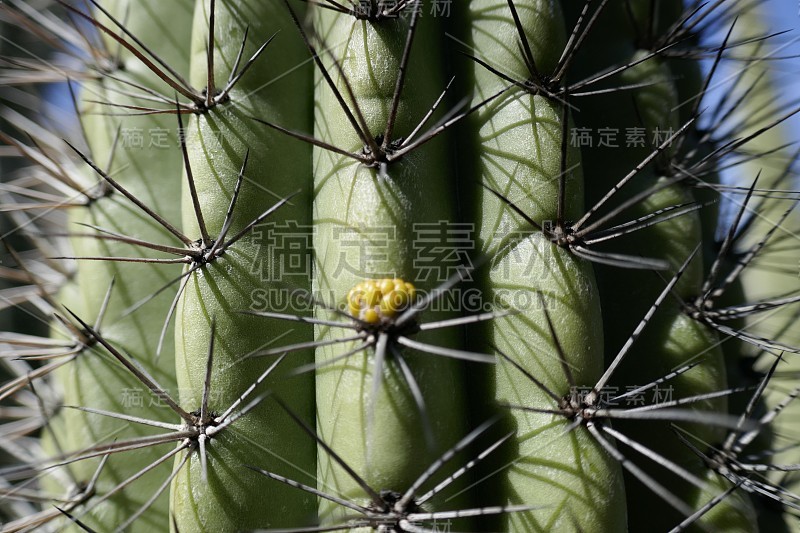 多刺的仙人掌上的黄色花