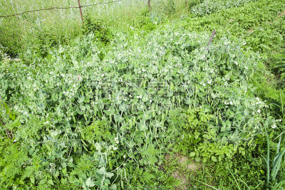 花园里的豌豆畦。绿色的叶子和豌豆荚。绿豌豆。