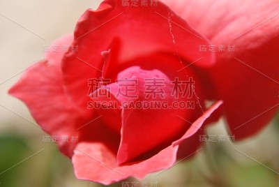 花自然叶色