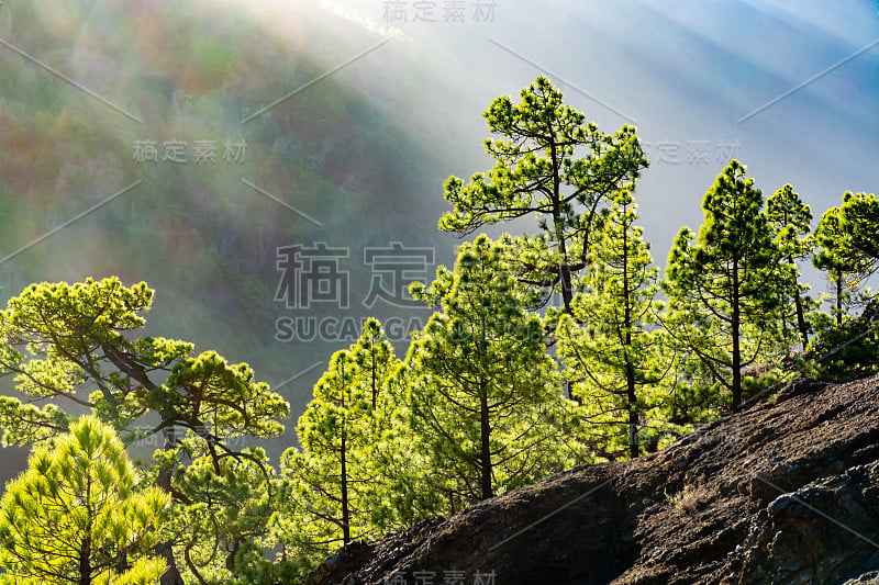 塔布里恩特火山口的风景与绿色的松林，峡谷和岩石山附近的观点Cumbrecita，拉帕尔马，加那利群岛