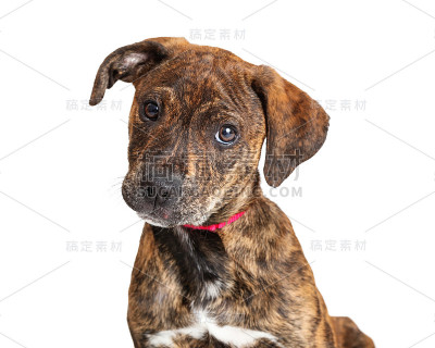 肖像可爱的斑纹小猎犬小狗狗