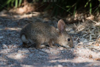 寻找食物的棕色棉尾兔