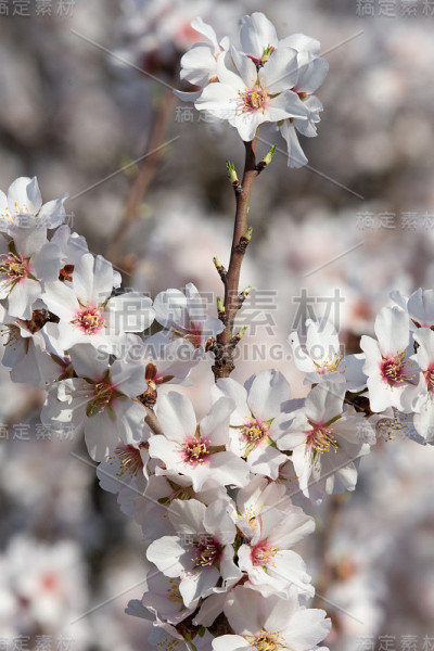 枝条上的花形成一个形状
