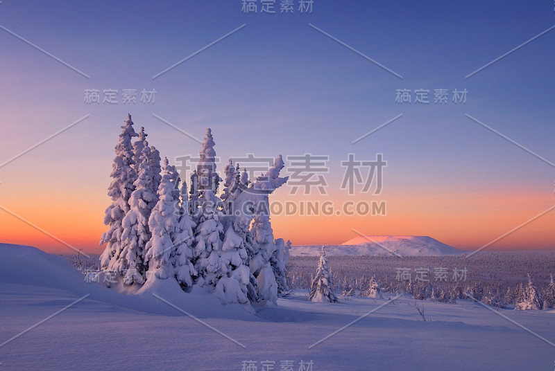 这片冰雪覆盖的森林位于乌拉尔北部的山区