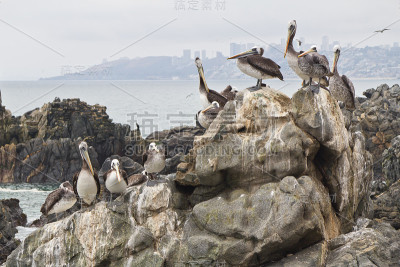 海鸥集团休息