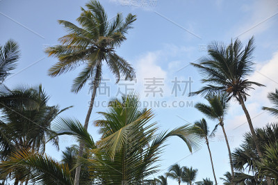 棕榈树