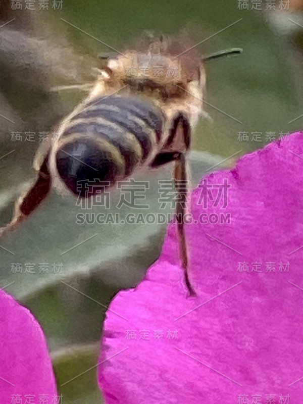 蜜蜂在杜鹃花