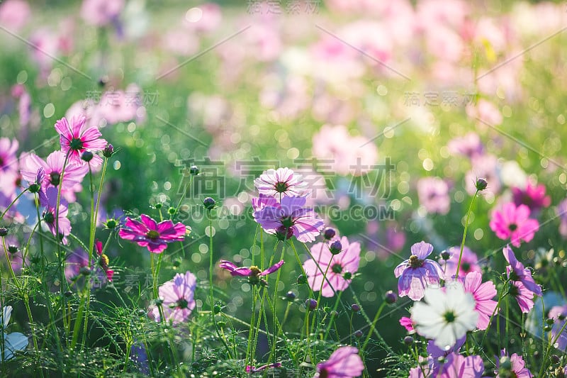 花园里的宇宙花