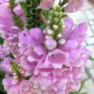 花自然叶色