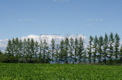 挥舞着字段