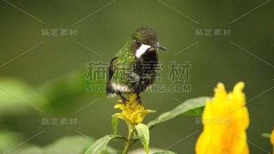 绿色thorntail