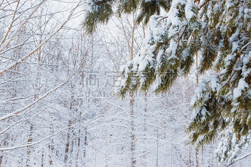 白雪皑皑的松枝