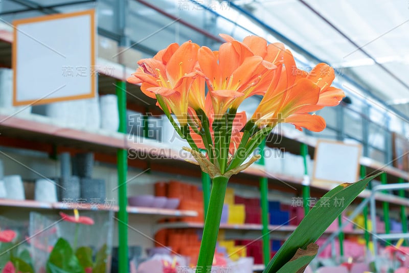 Clivia miniata橘花特写照片