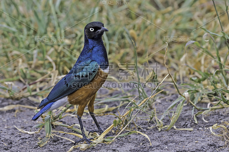 超级椋鸟(Lamprotornis superbus)是椋鸟家族的一员。坦桑尼亚的Tarangire