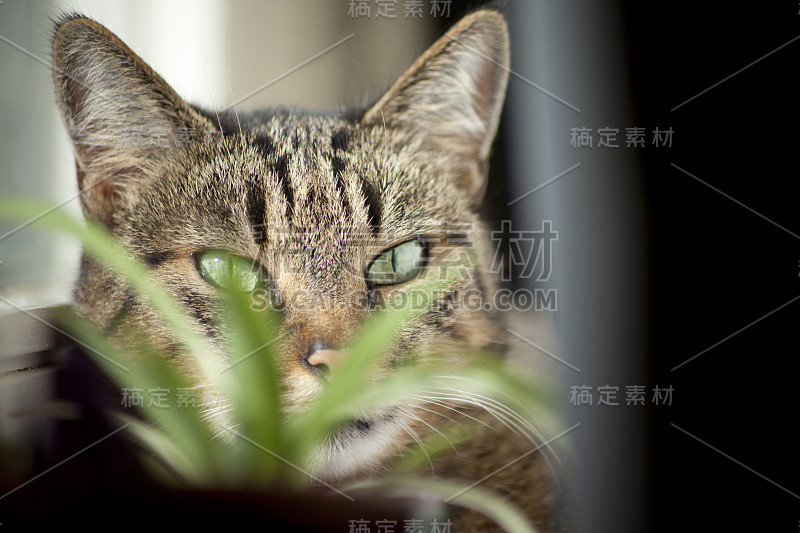 室内的猫躲在绿色植物后面