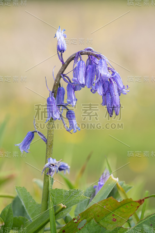 普通蓝铃花