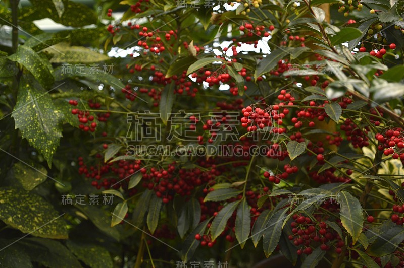 东亚开花植物朱砂的不聚焦背景。用散景和冷静的颜色