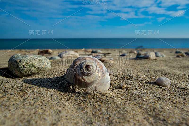 海滩上的月亮蜗牛壳