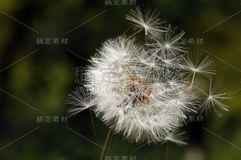 蒲公英