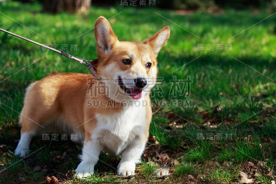 威尔士科基犬彭布罗克
