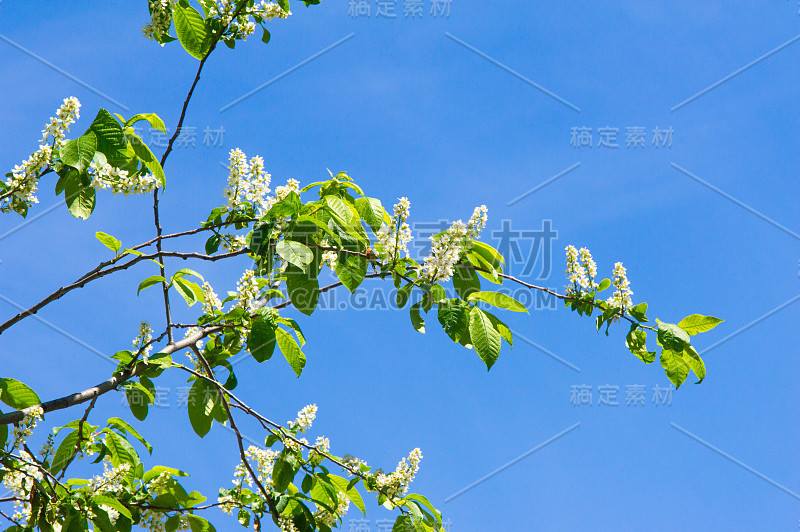 鸟樱桃枝的特写，明亮的背光映衬着天空