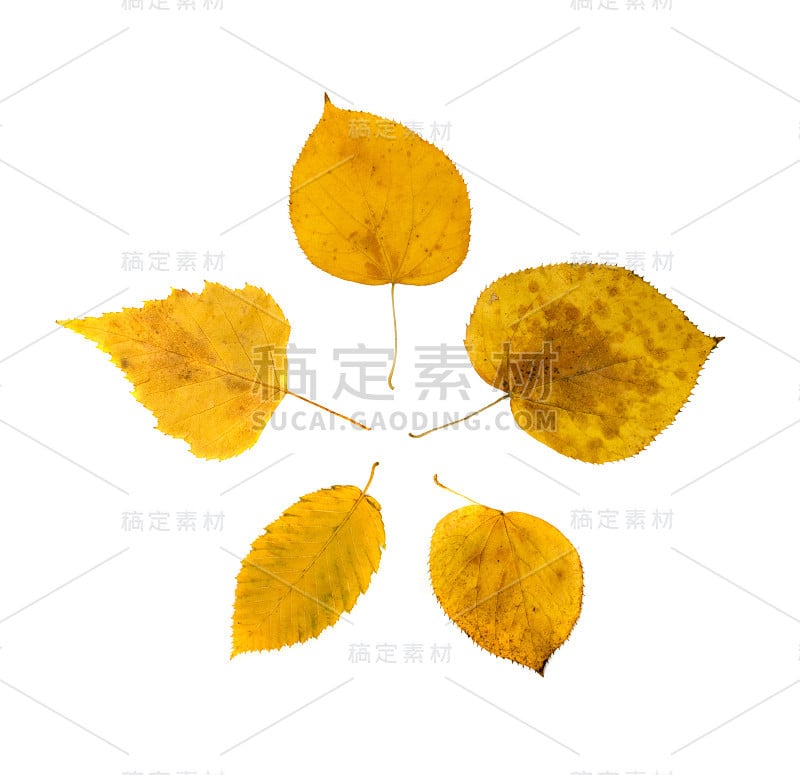 Set of Dry Leaves Isolated on White Background