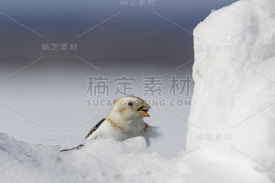 冬天雪花飞舞