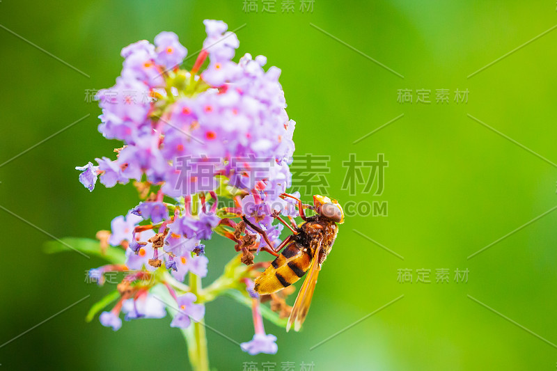 斑毡草，大黄蜂仿造食蚜蝇，以紫蜜蝇为食