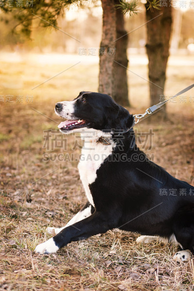 一条中亚牧羊犬被拴着