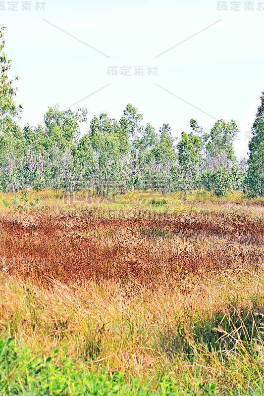 高大的黄眼睛草在中间，绿色的草地，桉树和天空的背景