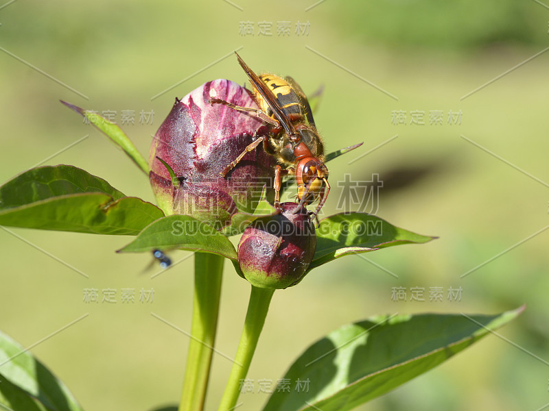 花蕾上的欧洲大黄蜂