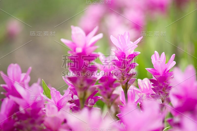 Curcuma Zanthorrhiza(暹罗郁金香Curcuma泽泻叶)花在自然与柔和的光。