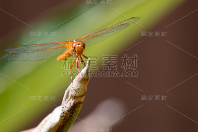 蜻蜓特写镜头