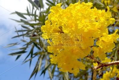 吐鲁番黄花背景2
