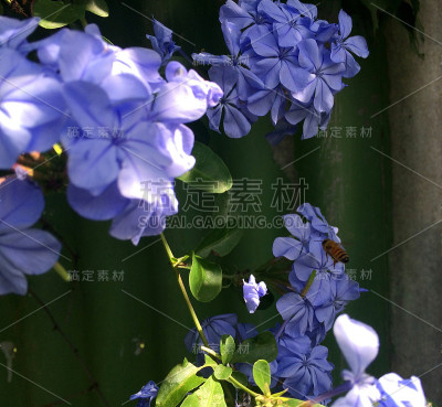 蜜蜂
