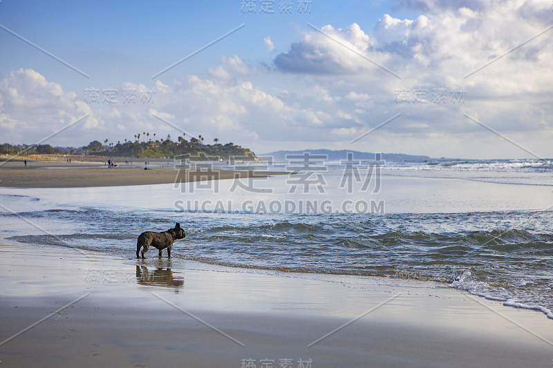 湿沙上的法国斗牛犬