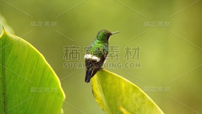 绿色thorntail