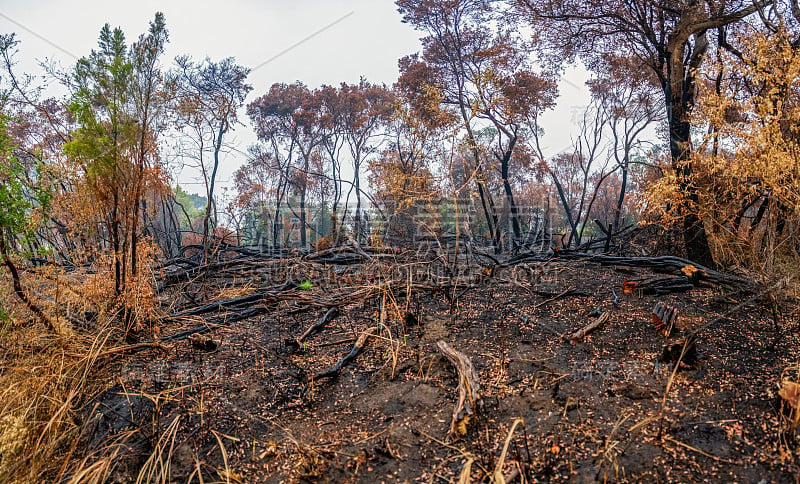 丛林大火影响了澳大利亚地区