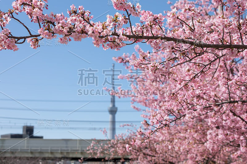 蓝色天空下的河津樱花和东京天空树