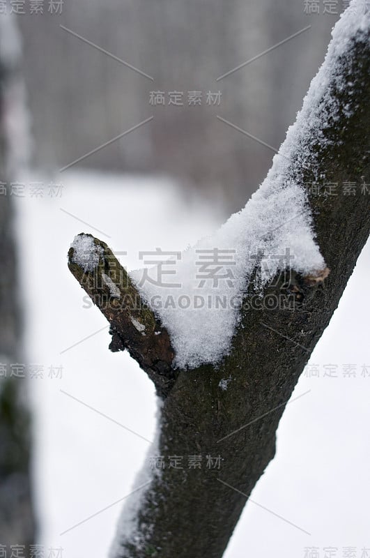 树皮与苔藓宏