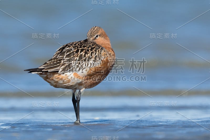 斑尾哥德威特- Limosa laponica