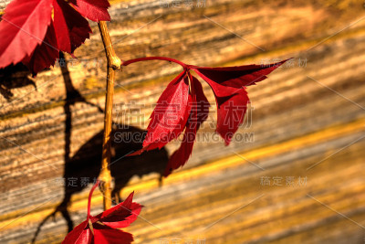 Parthenocissus。园林植物。