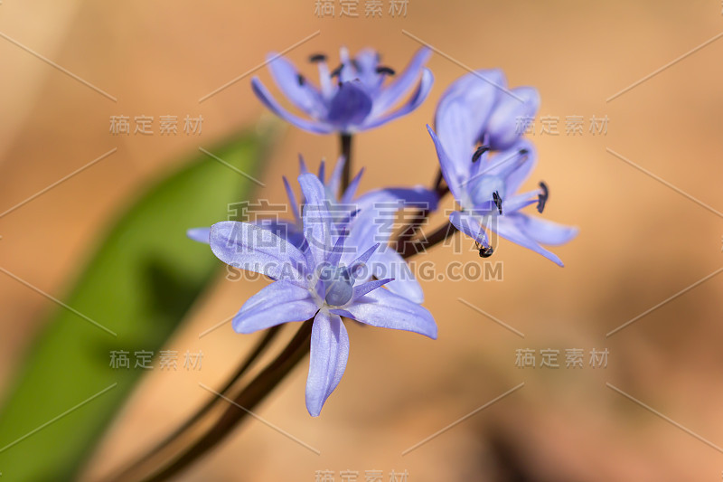 高山鹅毛笔或双叶鹅毛笔，早春紫色的花，从有两个长矛状叶子的地下球茎中生长出来，拉丁鹅毛笔