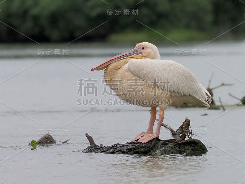 白鹈鹕，鹈鹕