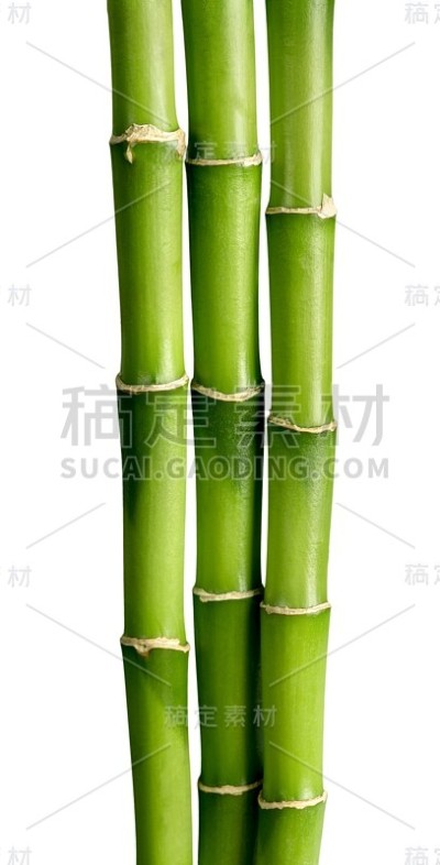 竹子。