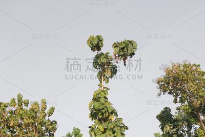 白色背景上有三棵柚木树