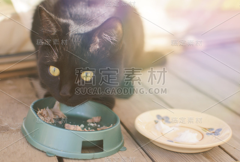 黑猫吃